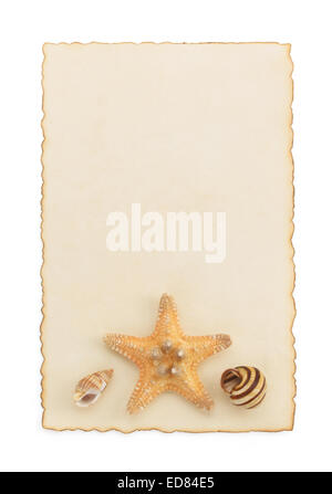 seashell and sea concept isolated on white background Stock Photo