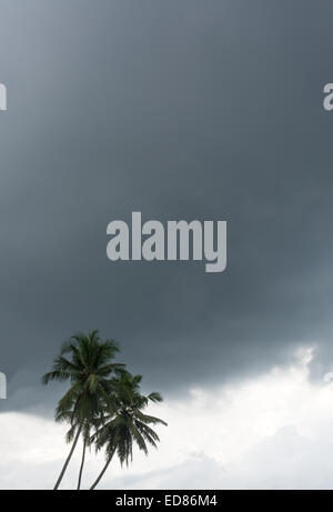 Coconut palms grey sky. Tropical weather in December, Sri Lanka, Asia. Stock Photo