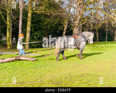 Chris Wadsworth a forest conservation contractor with his working horse pulling a tree trunk for removal Stock Photo