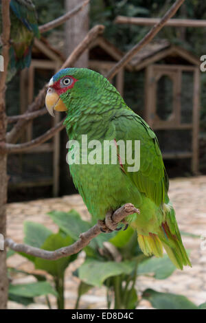 Honduras, Copan, Macaw Mountain Bird Park & Nature Reserve, White-fronted Parrot (Amazona Albifrons) Stock Photo