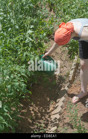 Young caucasian woman wearing an orange head scarf bends over to water tomato plants with a watering can in a vegetable garden Stock Photo