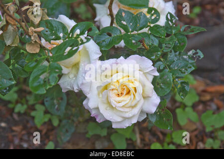 Close up of a beautiful blooming Peace Tea Rose with bug eaten leaves in summer Stock Photo