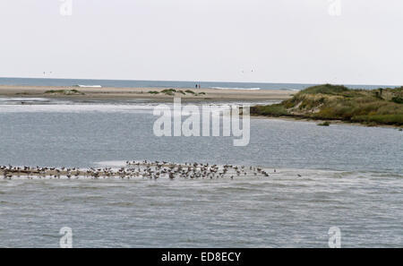 Wild birds congregate on a sand bar as distant people walk the beach in the background in the Outer Banks of North Carolina, USA Stock Photo