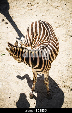 zebra in a zoo park, skin patterned stripes Stock Photo