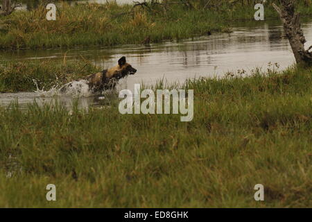 African wild dog crossing a river, a highly endangered species also a very successful predator 84% of hunts result in a kill Stock Photo