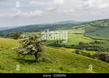 Hawthorn tree in flower with countryside fields, Bryn Arw near Abergavenny, Wales, UK Stock Photo