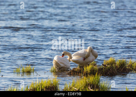 Mute swan couple preening themselves at the waters edge Stock Photo