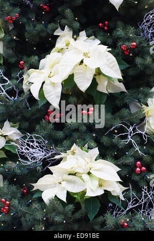 Christmas tree decorated with poinsettias. Stock Photo