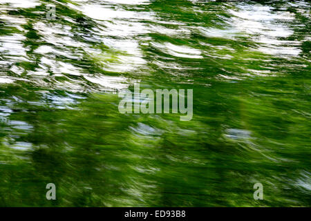 Lush green trees with motion blur Stock Photo