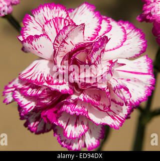 Big carnation in white and pink colours. Stock Photo