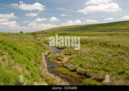 The upper reaches of the River Taw near its head on northern Dartmoor Stock Photo