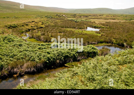 The upper reaches of the River Taw near its head on northern Dartmoor Stock Photo