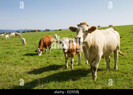 Brown and white dairy cows and bulls in pasture Stock Photo