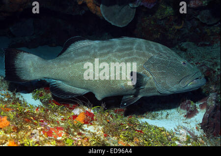 Black Grouper (Mycteroperca Bonaci, aka Black Rockfish, Bonaeci Arara, Marbled Rockfish), Cozumel, Mexico Stock Photo