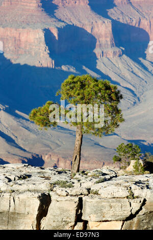 Grand Canyon, South Rim, Arizona, USA United States of America Stock Photo