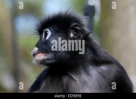 Portrait of a Southeast Asian Dusky leaf monkey (Trachypithecus obscurus). A.k.a Spectacled langur or spectacled leaf monkey Stock Photo