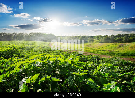 Field sown with sunflowers in the morning Stock Photo