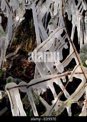 Icicles on frozen branches, Cornwall, UK Stock Photo