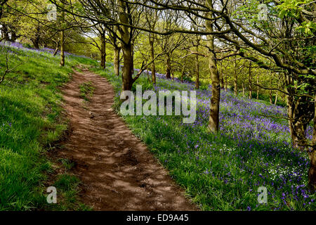 The classic bluebell wood at Roseberry Topping in the North York Moors National Park, North Yorkshire. Stock Photo