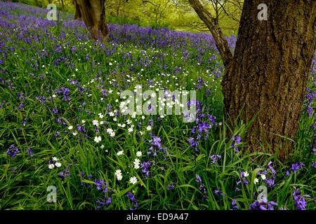 The classic bluebell wood at Roseberry Topping in the North York Moors National Park, North Yorkshire. Stock Photo