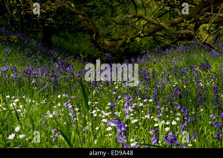 The classic bluebell wood at Roseberry Topping in the North York Moors National Park, North Yorkshire. Stock Photo