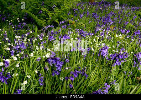 The classic bluebell wood at Roseberry Topping in the North York Moors National Park, North Yorkshire. Stock Photo