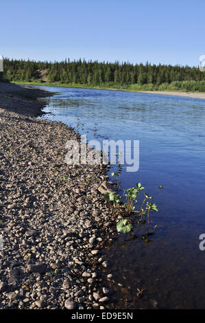 The pebble beach of the Ural river.Taiga river Paga, Russia, the Polar Urals. Stock Photo