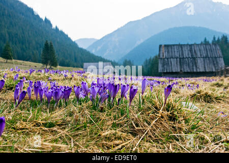 Crocus on a green meadow in spring Stock Photo