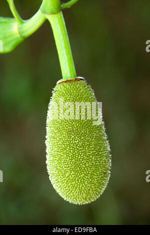 Durian growing on a tree in Bali, Indonesia. Stock Photo