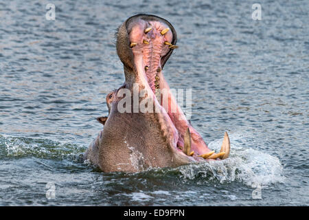 Hippo threat display at sunset, Ngala Private Game Reserve, Kruger Park, South Africa Stock Photo