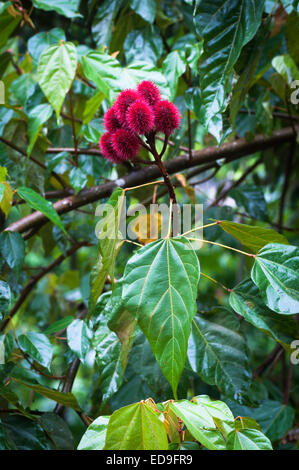 Flower on Achiote Tree (Bixa Orellana) - a medicinal plant of the Amazon jungle used also as dye and body paint Stock Photo