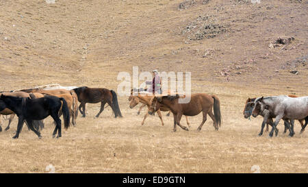 Mongolian Horses in the steppes of Mongolia Stock Photo - Alamy