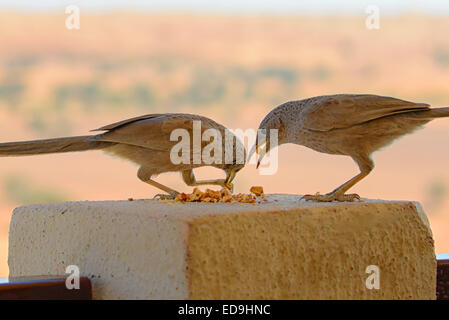 Birds at Al Maha Desert Resort in Dubai, UAE Stock Photo