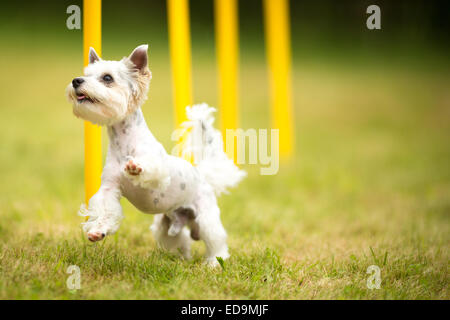 Cute little dog doing agility drill - running slalom, being obediend and making his master proud and happy Stock Photo