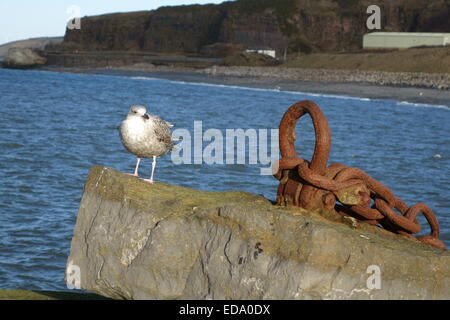 young seagull sitting on large rock with old rusty chain on whitehaven harbour west cumbria england Stock Photo