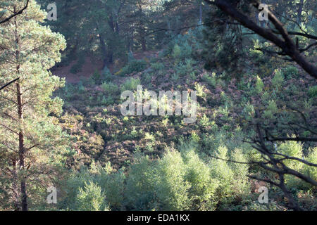 Scots Pine Wood Trees  and young saplings Canford Heath Poole Dorset England Stock Photo