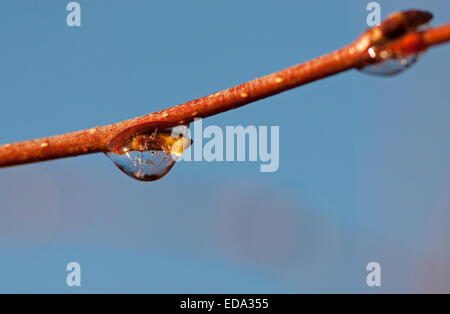 Frozen water droplet on Alder Tree leaf bud at Loch Morlich Stock Photo