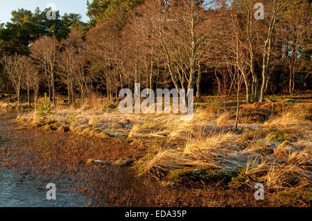 Shores of Loch Morlich covered in frost and ice Stock Photo