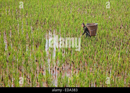 Tibetan woman working in rice paddy field with large basket on her back in the lowlands of the Sichuan province, China Stock Photo