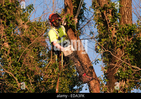 Tree Surgeon Using a Chainsaw Up A Tree