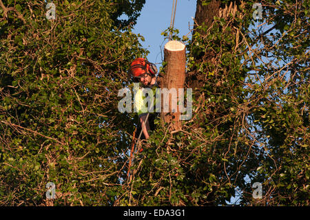 Tree Surgeon Wearing Safety Harness In A Tree Stock Photo
