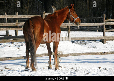 Thoroughbred saddle horse looking over the corral fence Stock Photo