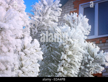 The trees, covered with a large number of thick frost on the background of blue sky. Stock Photo