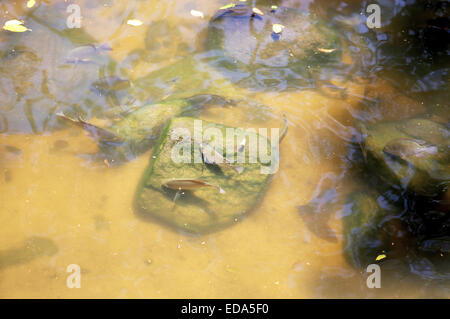 Beautiful fish swims in the river between the stones Stock Photo