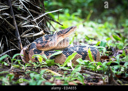 Shushupe - Amazon Bushmaster snake - lachesis muta Stock Photo