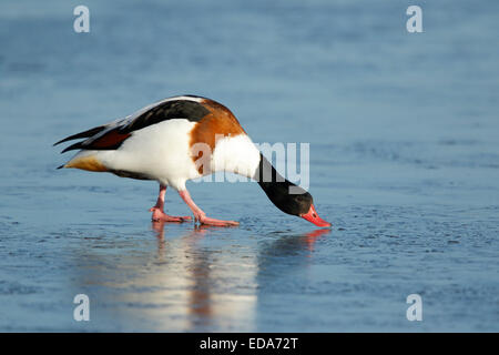 Common Shelduck (Tadorna tadorna), adult female, standing on frozen water, Slimbridge, Gloucestershire, England, December Stock Photo