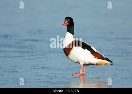 Common Shelduck (Tadorna tadorna), adult female, standing on frozen water, Slimbridge, Gloucestershire, England, December Stock Photo