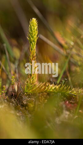 Marsh Clubmoss, Lycopodiella inundata with fertile fronds on wet peat at Studland, Dorset. Stock Photo