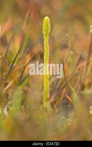 Marsh Clubmoss, Lycopodiella inundata with fertile fronds on wet peat at Studland, Dorset. Stock Photo