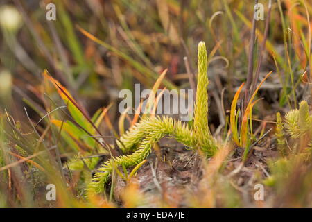 Marsh Clubmoss, Lycopodiella inundata with fertile fronds on wet peat at Studland, Dorset. Stock Photo